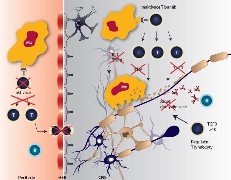 Interferon beta mechanismus účinku Reactivation Re-activativace of T cells