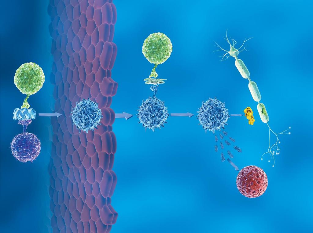 BLOOD-BRAIN BARRIER Mechanismus glatiramer acetát APC COPAXONE APC COPAXONE (glatiramer acetate injection) binds to MHC Class II molecules on antigenpresenting cells (APCs) 7-9 COPAXONE -specific TH2