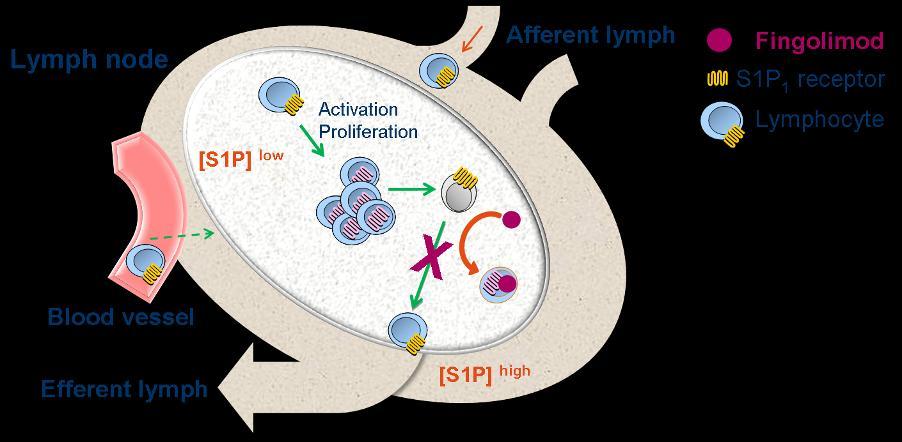 Mechanismus fingolimod Fingolimod causes: Internalisation of the S1P 1 receptor Inhibition of lymphocyte egress along the S1P gradient