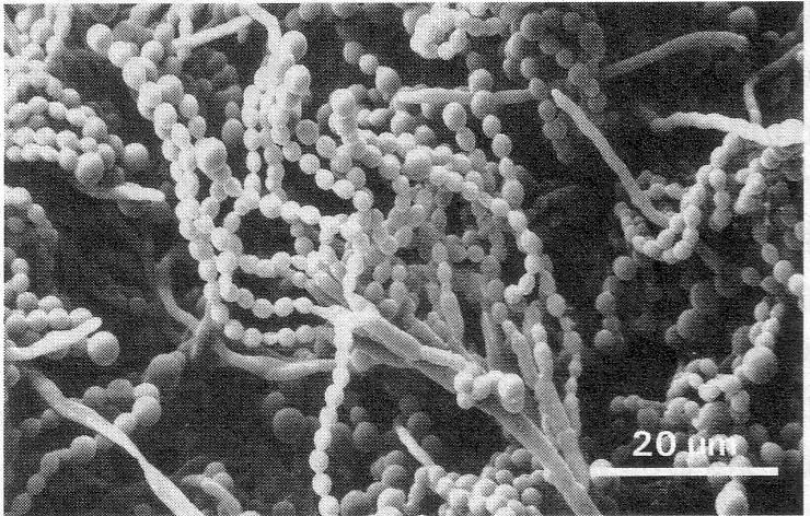 sýrů proteolytické a lipolytické