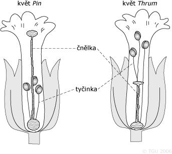 Výběrové (asortativní) a nenáhodné oplození Příklady výběrového oplození typickým příkladem je rozmnožování u většiny druhů rodu Primula jako důsledek tzv.