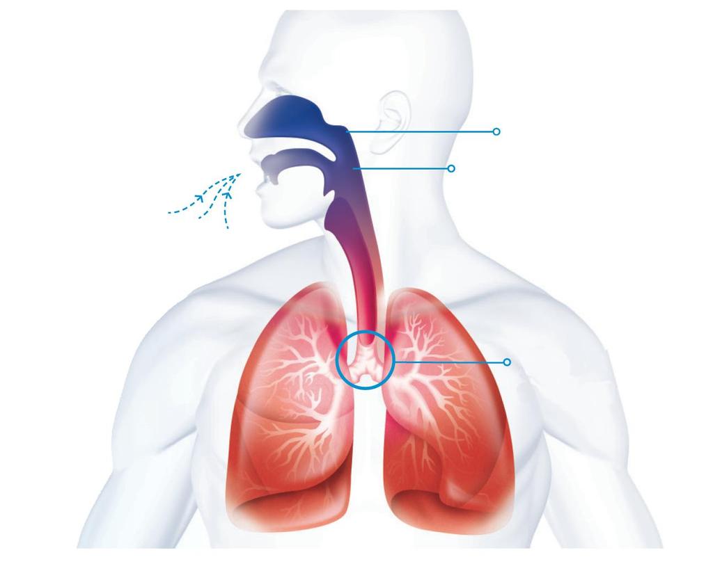 nosní 31 o C, 31 mg/l, 96% RH ústní 27 o C, 20 mg/l, 75% RH 22 o C, 7 mg/l 37 o C, 44 mg/l, 100% RH Při přirozeném dýchání se vzduch ohřeje a zvlhčí v horních cestách dýchacích dříve než vstoupí do