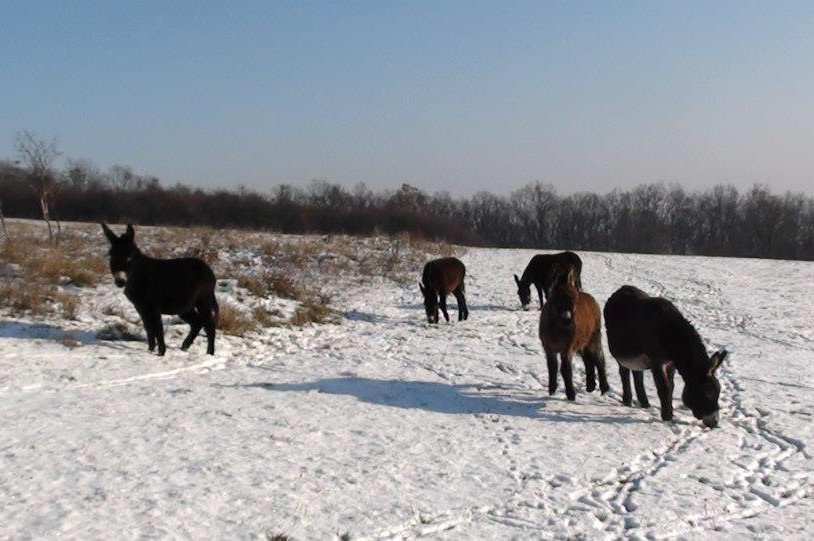 Příloha č. 5: Oslové tahají vodu, Súdán, 2009.