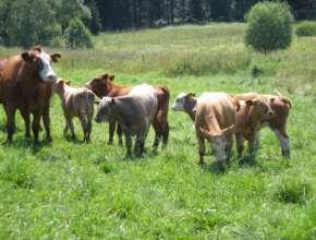 Krávy matky se o své potomky vždy postarají ať je to v létě na pastvě na Ostrově ( 22.7.2010) nebo těsně před pastvou v ohradě na Muckově ( 24.