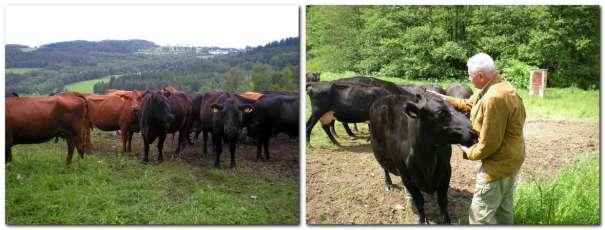 Stavy skotu a jejich postupné navyšování Na samém začátku, při vzniku Farmy Milná, s.r.o., se vedle 173 ks krav chovalo dalších 150 ks dobytka, tehdy bez produkčního zaměření.