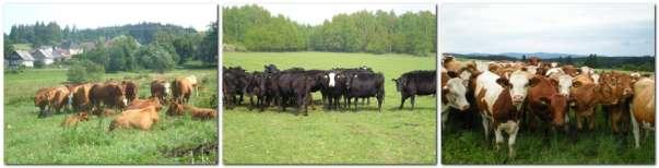 K 1. lednu 2010 je na firmě ve stavu celkem 506 krav a zapuštěných jalovic, celkem má v roce 2010 farma 1283 ks skotu na 1800 ha, skot je rozmístěn ve 26 stádech.