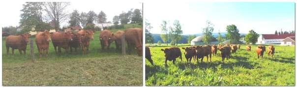Máme dvě zkušené rodiny DVOŘÁKOVI na Milné a Muckově a ZETOCHOVI na Malšíně. Ti mají stanovený určitý chovatelský cíl. U masných krav je rozhodující kolik se narodí a odchová telat.
