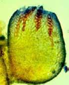 Podospora) Bazidiomycety (Stropharia, Coprinus) http://www.