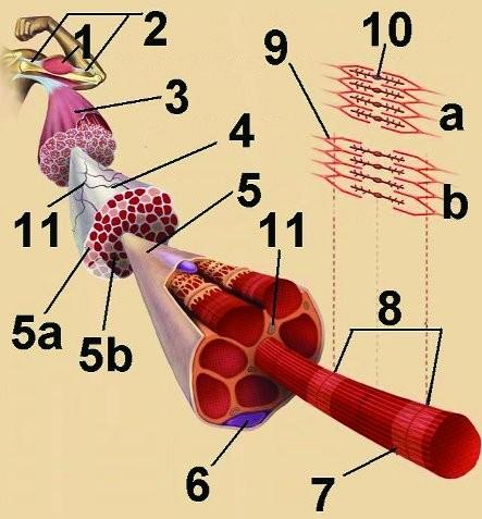 Stavba svalu 1 svalové bříško, 2 šlachové úpony, 3 sval, 4 svalový snopec, 5 svalové vlákno, 5a rychlé vlákno, 5b