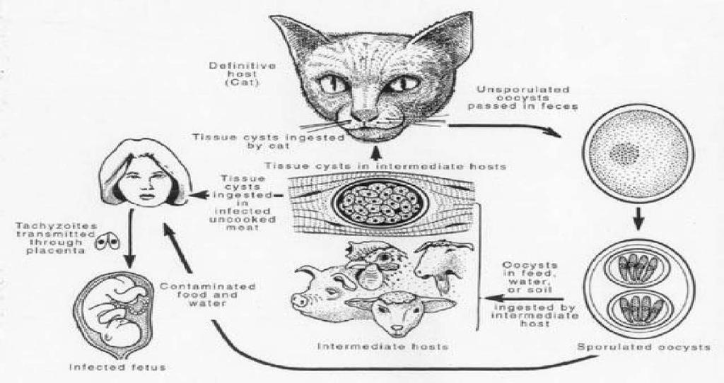 Ak prenikne do dýchacieho systému môže zapríčiniť zápal priedušiek TOXOPLAZMÓZ - pôvoda Toxoplazma gondii, hlavným hostiteľom je mačka PRENOS - výkaly infikovaných zvierat, ktoré
