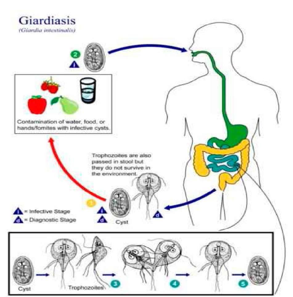 GIARDIA LAMBLIA - jednobunkový parazit_giardia lamblia (intestinalis) PRENOS - zdrojom nákazy je človek, na ktorého sa parazit môže preniesť zo zvierat (psa, ovce, potkana) pomocou kontaminovanej