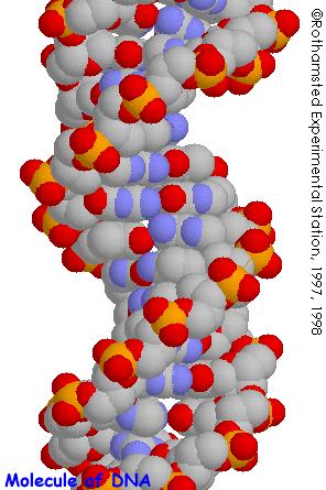 Bioinformatika -prostor. uspořádání bílkovin Bílkoviny = řetězce aminokyselin tvořících složité prostor. útvary. Posloupnost aminokyselin = primární struktura.
