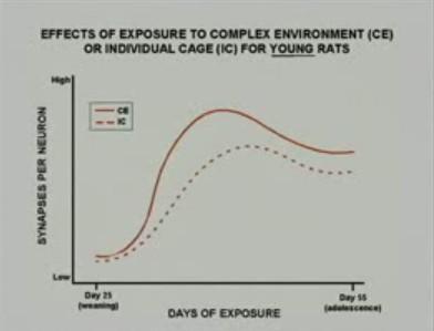 Ekologická neuroplasticita příklad potkanů vychovávaných v podnětném prostředí Potkani umístění do komplexního prostředí (ohrady, ochozy, hračky) vykazovali větší nárůst délky dendritů a podstatně