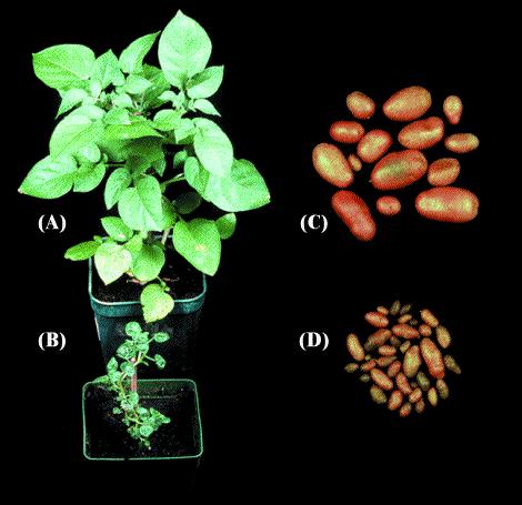 Polyaminy v rostlinách se nacházejí ve vyšších koncentracích než základní fytohormony je třeba i vyšších koncentrací (mmol) pro vyvolání odezvy Zablokování exprese SAM dekarboxylázy (narušení