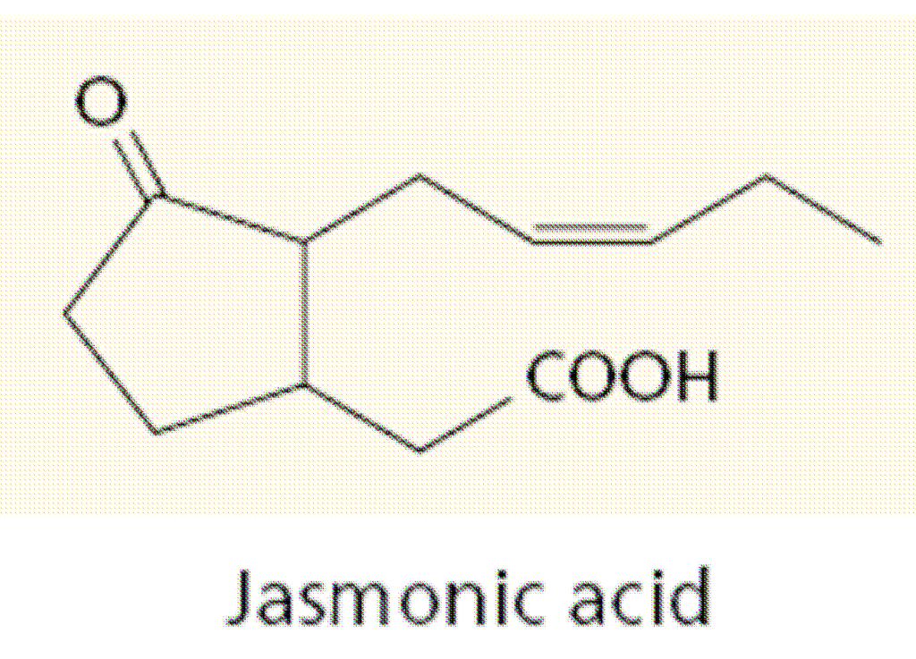 Kyselina jasmonová (jasmínová) Poprvé u rostlin izolována z esenciálních olejů Jasminum grandiflorum Biosyntéza z kyseliny linolenové hladina Ja stoupá při stresových