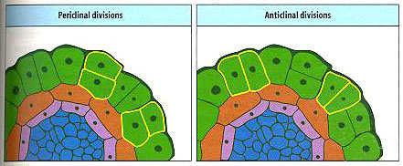 Orientace buněčného dělení, buněčné vrstvy