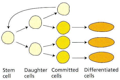 Primární apikální meristémy Meristémy Populace malých isodiametrických buněk Věčné trvání embryonálního charakteru meristému Část buněk nenastoupí cestu diferenciace, ale zachovává si dělivou