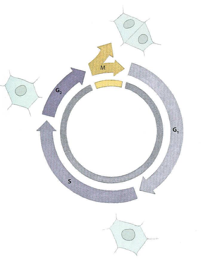 Buněčný cyklus u rostlin Buněčný cyklus sekvence pravidelně se