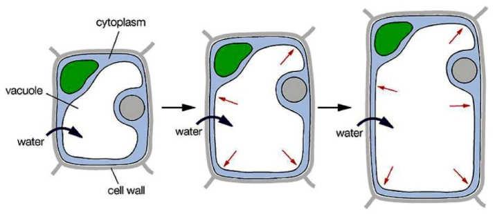 (meristémy) Přítomnost buněčné stěny brání migraci buněk Poziční určení buněčného