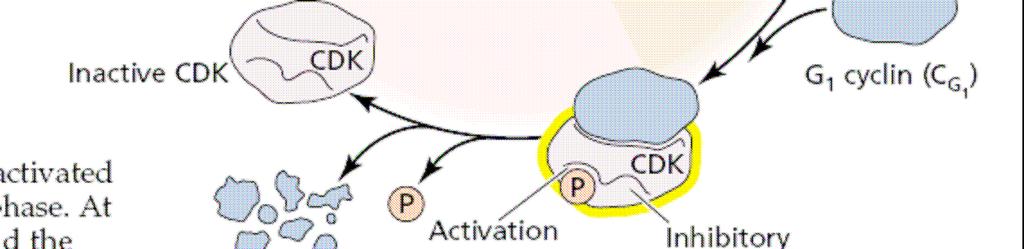 specifickými kinázami / fosfatázami: v G1 fázi je CDK fosforylována v