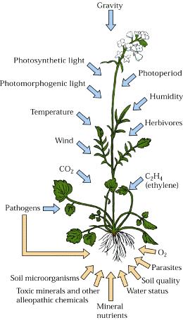 Přenos signálu v rostlinách Typy signálu lze členit dle různých hledisek na externí, interní, biotické a abiotické.