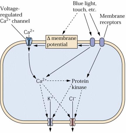 Příjem signálu v rostlinách - receptory 2) vlastní změnou membránového potenciálu, která otevírá iontové