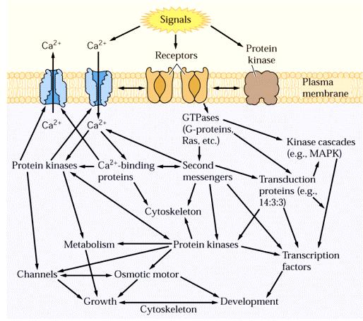 Úrovně signalizace v rostlinném těle Komplexita regulace signálních drah: složité vztahy na úrovních: druhých poslů metabolických reakcí