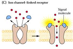 Příjem signálu v rostlinách - receptory Receptory v plazmatické membráně jsou u