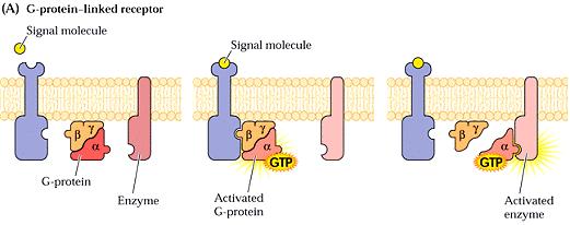 typy nejsou prozatím úplné) A receptor vázanv zaný na trimerický G protein B -