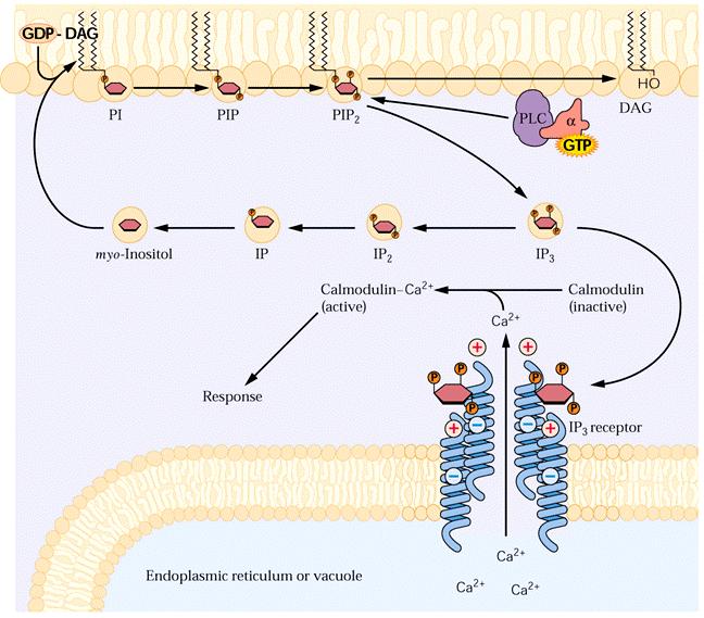 Přehled důležitých signálních drah u rostlin Fosfatidyl inositolový signáln lní systém IP 3 aktivuje Ca 2+ kanály v membránách endoplazmatického retikula výsledný signál je zprostředkován přes