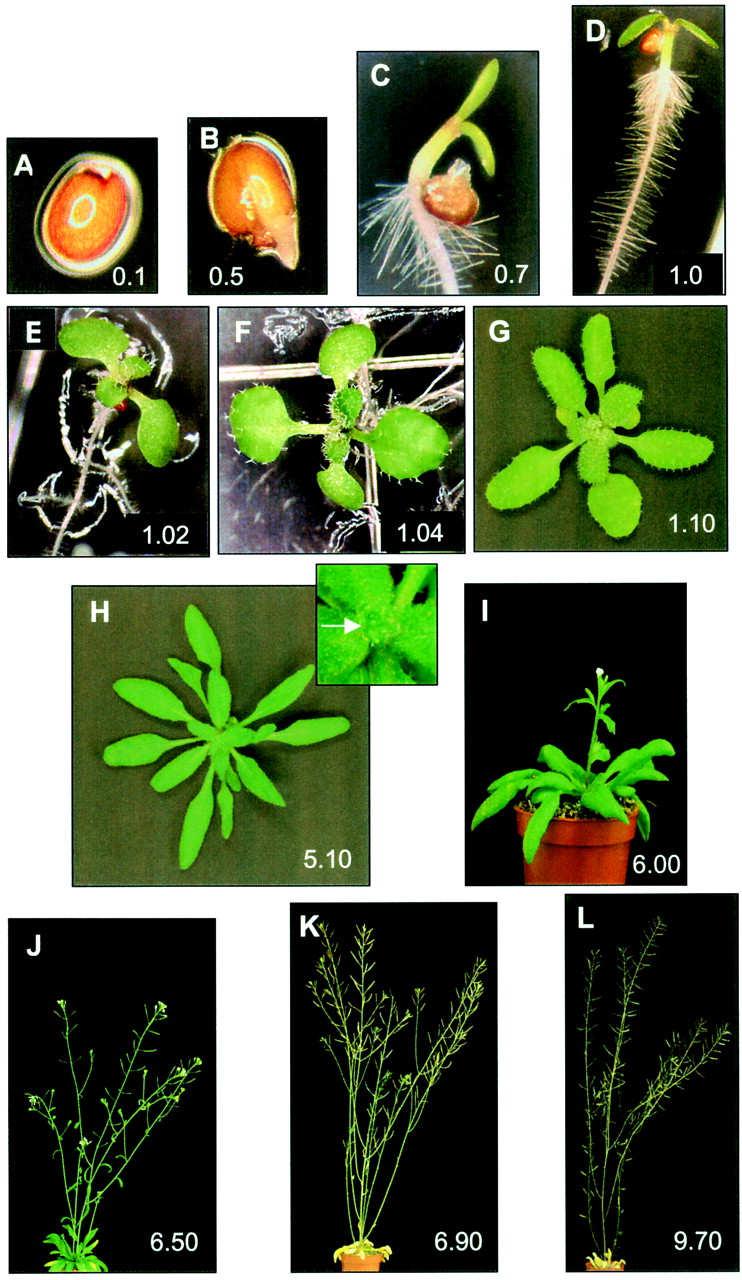 Růst a vývoj rostlin Fenologické fáze: - praktický a experimentální význam - etapy embryonální,