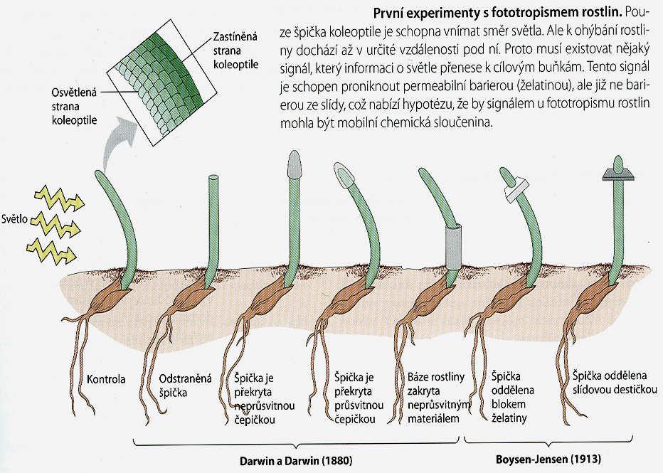 Auxiny historie objevu Nejdéle známé fytohormony Darwin 1880, Paal 1919, Went 1928 v pokusech s koleoptilí ovsa prokázali existenci účinné látky (izolace z fermentační směsi) podporující prodlužování