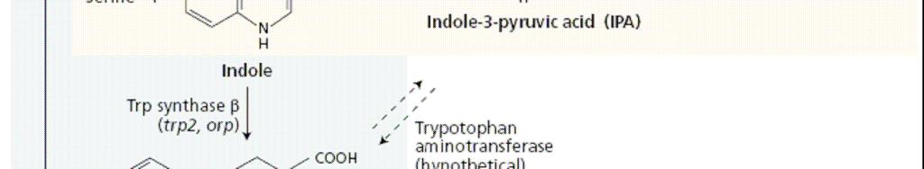 nezávislá na L- tryptofanu: -