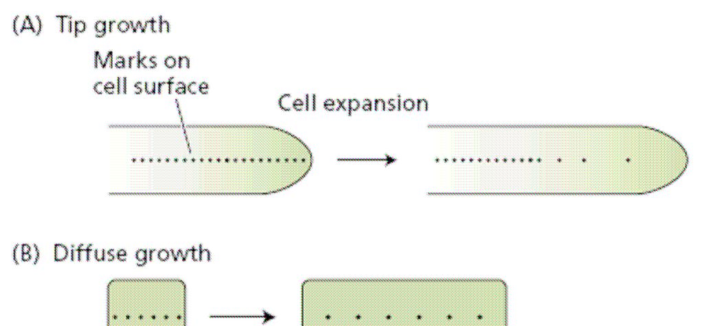 Růst a vývoj rostlin Růstové fáze: - buněčné dělení -