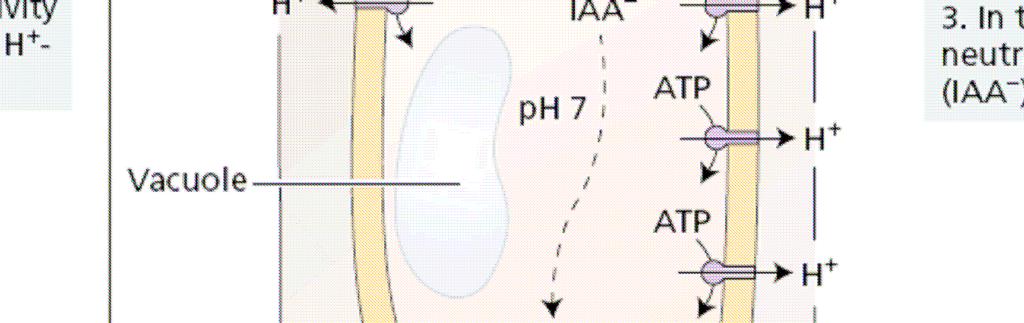 plazmatickou membránu IAA může