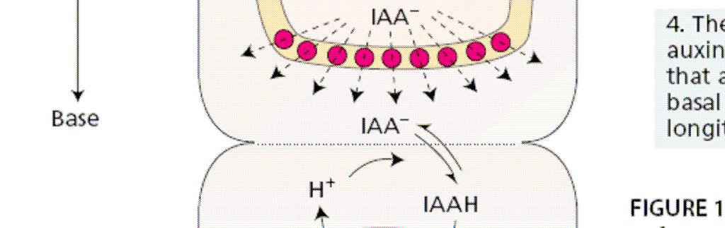 přenašeče - Disociace molekul IAA