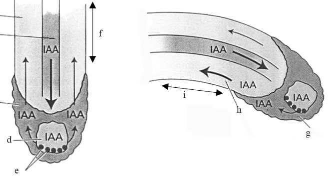 Auxiny fyziologické účinky odlišná citlivost a odpověď k auxinu Regulace tropismů - pozitivní gravitropismus kořene - negativní gravitropismus stonku