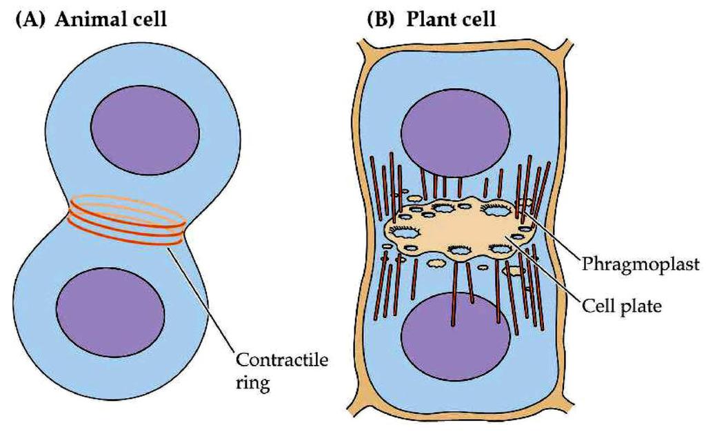 Základní rozdíly v dělení živočišných a rostlinných buněk