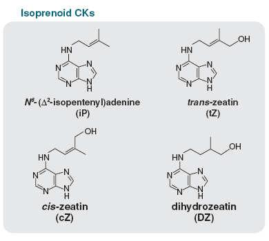 Cytokininy chemická struktura N 6 -substituované