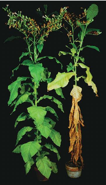 Cytokininy fyziologické účinky Zpomalení stárnutí rostliny tabáku exprimující gen ipt pod kontrolou