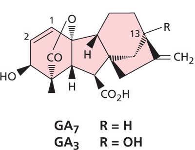 GA 7. Aktivita ovlivněna přítomností karboxylových skupin v