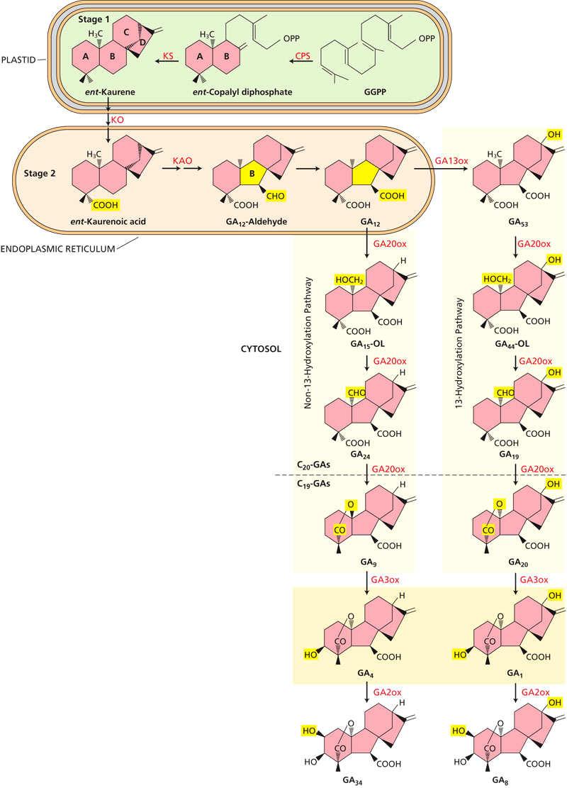 Gibereliny biosyntéza a metabolismus Fáze 1 v plastidech: Až po ent-kauren. Fáze 2 v ER: Od ent-kaurenu až po aldehyd GA 12. Fáze 3 v cytoplazmě: Vzájemné přeměny a inaktivace giberelinů.
