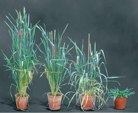 zakrslost, praktické využití v zemědělství Poinssetia netransformovaná rostlina