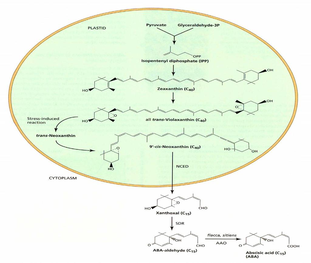Kyselina abscisová - biosyntéza a metabolismus Biosyntéza z karotenoidu violaxantinu (C40) Tvorba: v dormantních orgánech (pupeny, semena hlízy) v rychle rostoucích pletivech