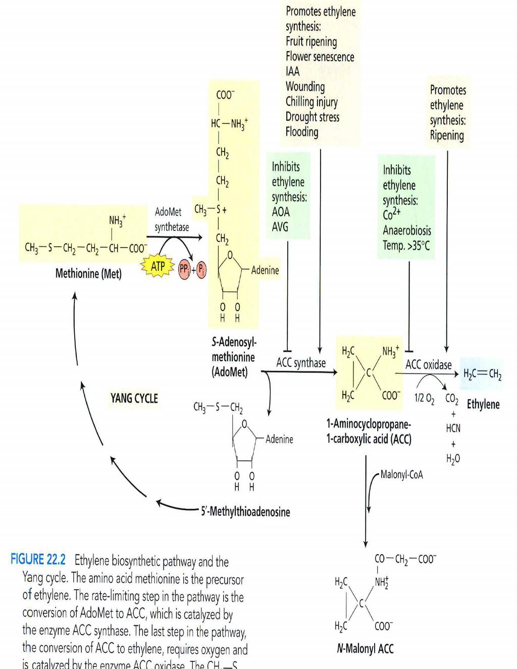 Etylén - biosyntéza a metabolismus Biosyntéza z L-methioninu přes S-adenosylmethionin (SAM) a kyselinu 1-aminocyklopropan-1- karboxylovou (ACC) Oxidací ACC vzniká etylén.