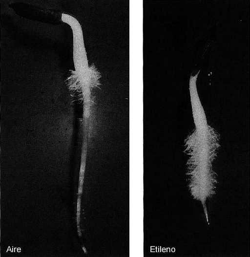 radiálního růstu (reorganizace mikrotubulů potažmo celulóz.