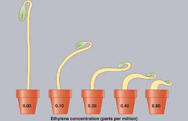 gravitropismu semenáčky salátu stimulace tvorby kořenového