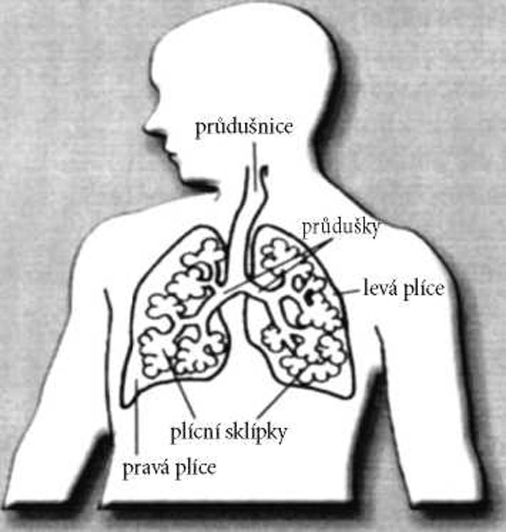 Co jsou to plíce Plíce jsou párovým orgánem uloženým v hrudní ku. Jejich funkcí je dýchání, t.j. výměna plynů (kyslíku a kysličníku uhličitého ze vzduchu) mezi organis mem a zevním prostředím.