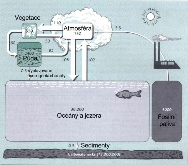 Zjednodušená představa celkového cyklu uhlíku se zdůrazněním těch složek, které interagují s atmosférou.