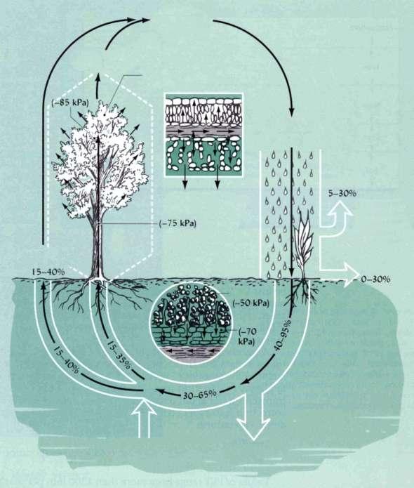 Atmosféra (-20 000kPa) Transpirace 15-35% Povrch listů (-500kPa) Srážky a závlahová voda Evapotranspirace z povrchu půdy Ztráta půdních listů